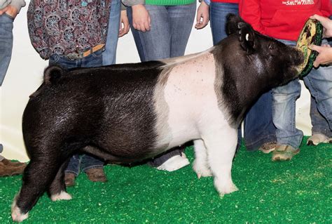 Judging Contest Class Crossbred Market Gilts The Pig Planet