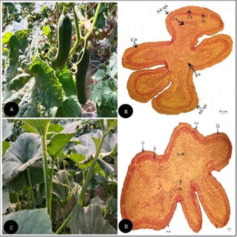 A Field Pictorial View Of Cucumis Sativus L B Tendril