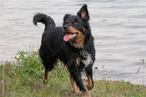 Schwarzmarder Sch Ferhund Mischling