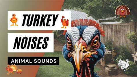 Animal Sounds Turkey Noises 🦃🦃🦃turkey Sounds Turkey Sound Effect