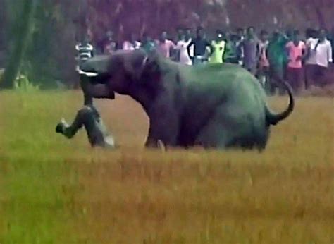 Watch Herd Of Wild Elephants Go On Stampede Killing Four People Daily Star