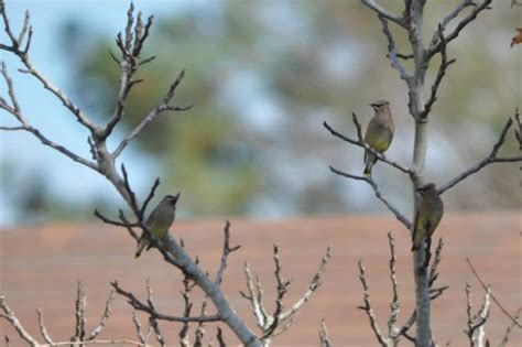 Cedar Waxwings Feederwatch