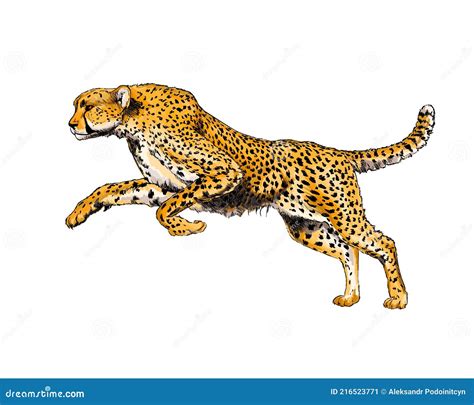 Cheetah from a Splash of Watercolor, Colored Drawing, Realistic Stock Image - Image of africa ...