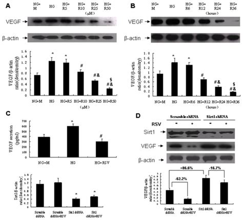 A Western Blot Analysis Of Vegf Expression In Cultured Mouse Download Scientific Diagram