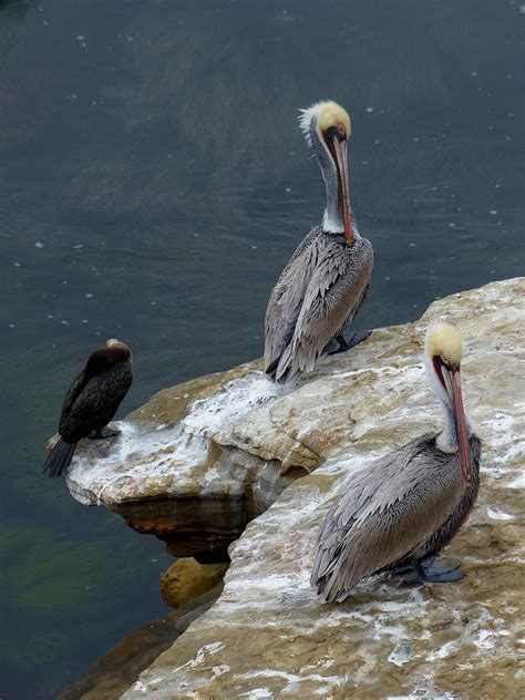 La Jolla Cove Birds 2 By Adriennemartino On Deviantart