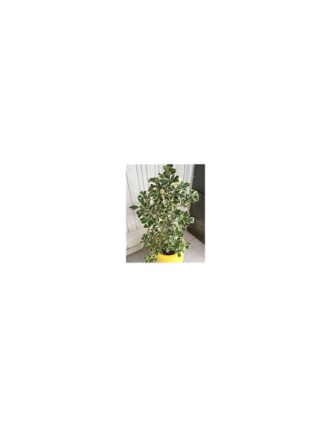 Rbol Del Amor Ficus Triangularis Variegado Planta En Venta En