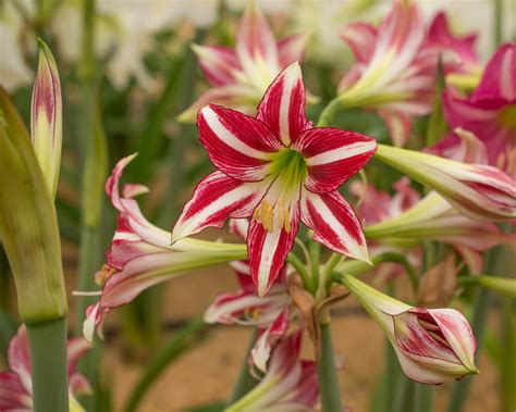 Amaryllis Santiago Bulbs — Buy Hippeastrum Trumpet Group Santiago