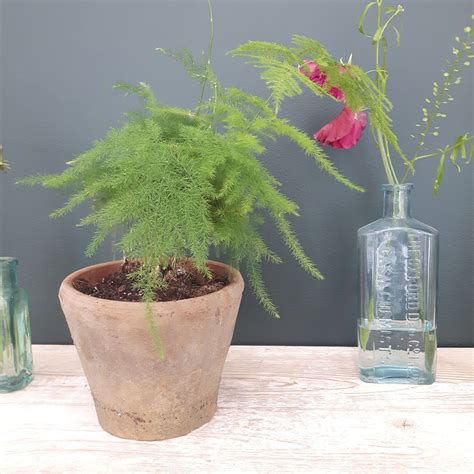 How to care for your houseplants: Let's talk about ferns