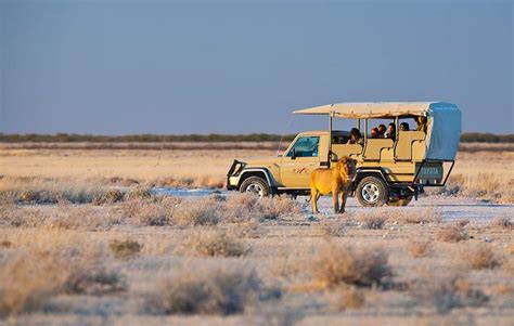 Okaukuejo Camp - Wildlife Safari in Etosha National Park