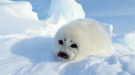 🥇 Harp Seal Pup wallpaper | (55528)