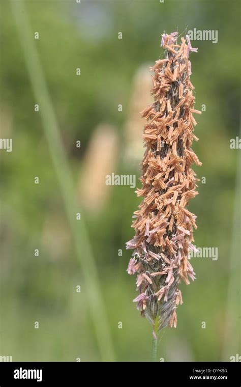 Grass Seed Head Stock Photo - Alamy