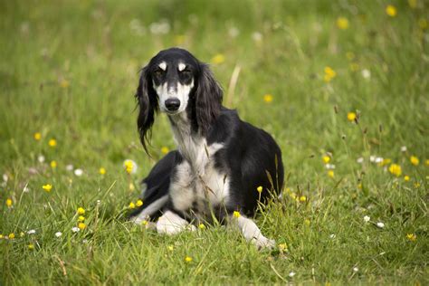 Saluki Caract Re Et Ducation Ooreka