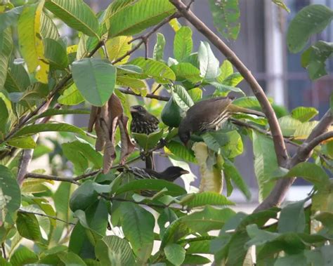 Endemic Animals of Haiti