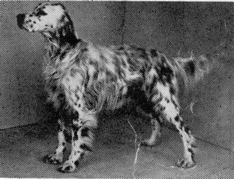 What Is A Ryman Type Setter Hunting English Setters