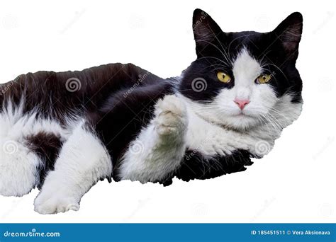 Black Cat with White Paws Isolated on White Stock Image - Image of ...