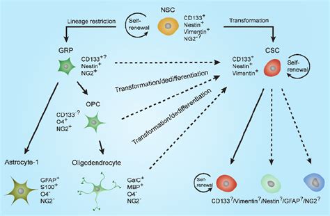 Cellular Origins Of Glioblastoma The Cancer Stem Cell Is Believed To