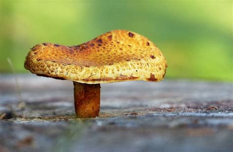 Reino Fungi Qué Es Definición Características Clasificación Tipo