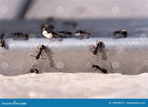 Ants Transporting Larvae on the Ground Stock Image - Image of bunch ...