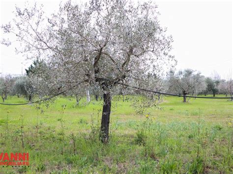 Terreno Agricolo Via Piero Della Francesca Cecina Rif 110062673