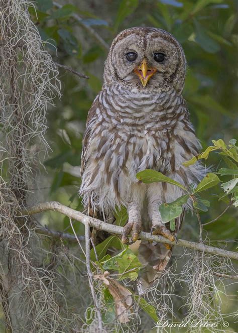 Barred Owl Dave Peters Flickr