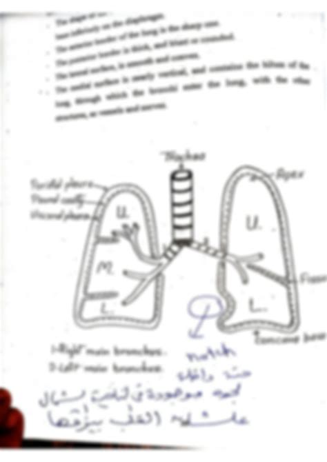 SOLUTION: Parts of respiratory system - Studypool