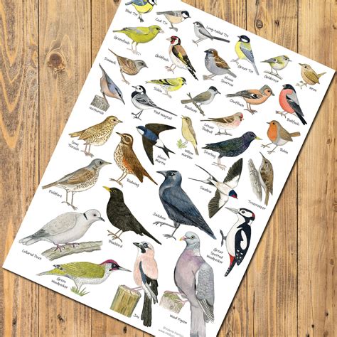 British Garden Birds Identification A3 Card Poster, Art Print