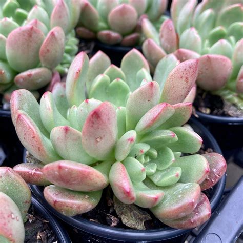 Graptoveria Pink Ruby Bashful Succulent Planet