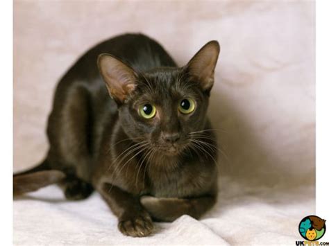 Havana Brown Cat Breed | UKPets