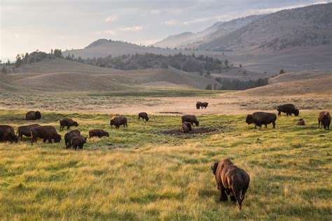 Bison Restoration — Greater Yellowstone Coalition