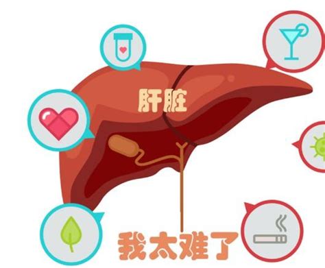 学习笔记上市前肝损伤的临床评估 知乎