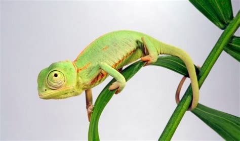 Baby Chameleon: Care Guide, Colour, Price & Unknown Facts