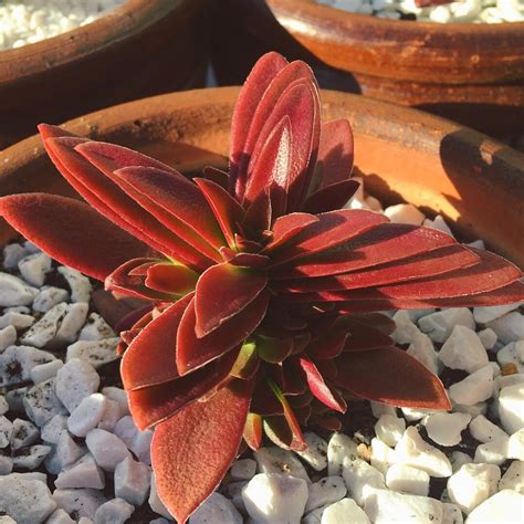 Crassula Capitella “Red Pagoda” : r/succulents