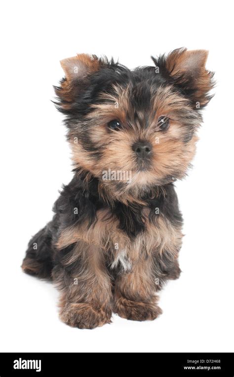 Wonderful Puppy Of The Yorkshire Terrier Sitting On White Background