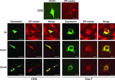 Intracellular Localization Of A Or Its Mutant Proteins In Transfected