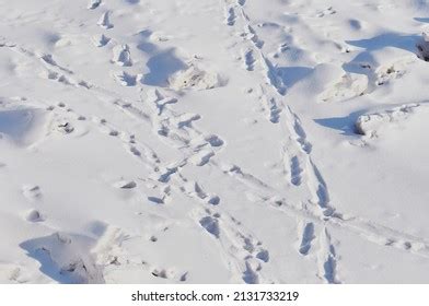 7,297 Dog Tracks Snow Images, Stock Photos & Vectors | Shutterstock