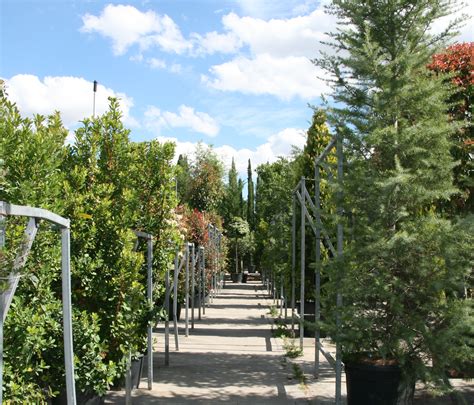 Arbolado Viveros Pe A Centro Jardiner A Plantas Y Rboles En Madrid