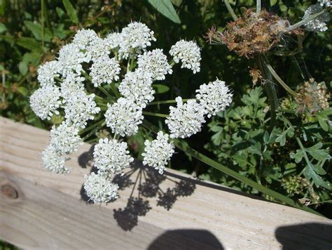 Hemlock Water-dropwort Oenanthe crocata - BRITISH NATURE GUIDE