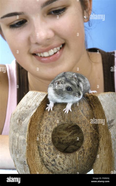 russian dwarf hamster Stock Photo - Alamy