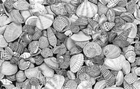 Shells Drawing By Paul Stowe Fine Art America