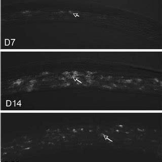 Aav Gfp Expression In The Unwounded Murine Cornea And Days