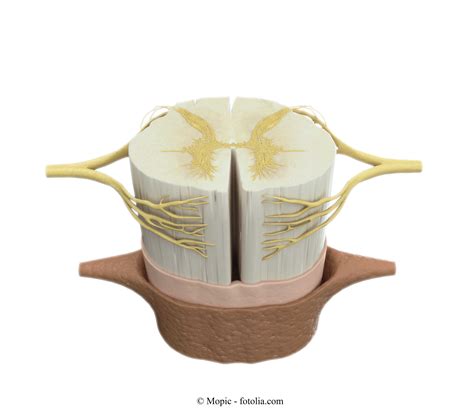 Midollo Spinale Fisioterapia Rubiera