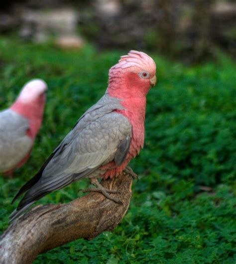 Australian Pink Cockatoo by GerryMac on DeviantArt