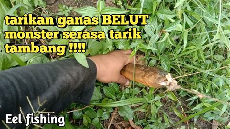 Bikin Kaget Tarikan Ganas Belut Monster Serasa Tarik Tambang Mancing