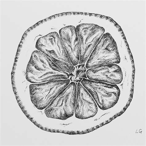 Half Lemon 1 in 2024 | Fruits drawing, Biro drawing, Texture drawing