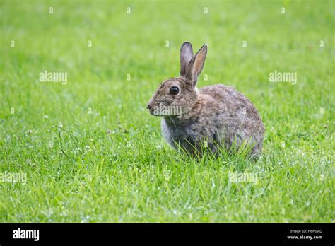 European Rabbit Oryctolagus Cuniculus With Ears Pricked And Wide Eyed