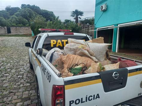 Batalh O Ambiental Da Brigada Militar Realiza A Destrui O De