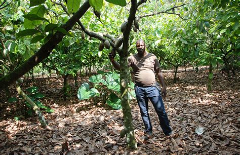 C Te Divoire Une Application Pour Sensibiliser Les Planteurs De