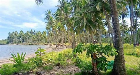 Beach Front Lot For Sale In Palawan Property For Sale Lot On Carousell