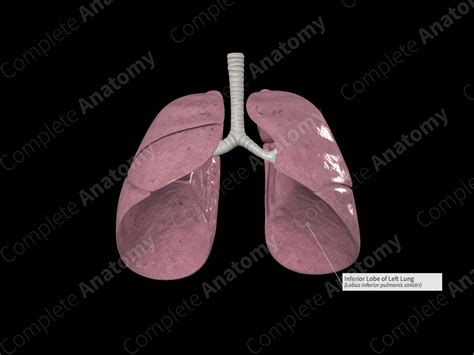 Inferior Lobe Of Left Lung Complete Anatomy