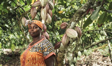 New Study Shows Higher Incomes for Fairtrade Cocoa Farmers